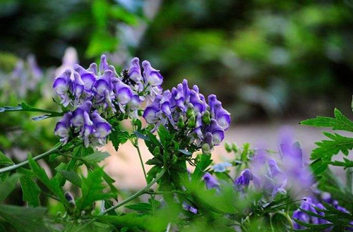 古人智慧|古代“蒙汗药”配方其实非常简单,解药更随处可见,看完最好不要学