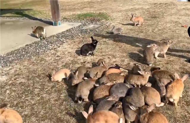 #鲍鱼#该国的鲍鱼泛滥成灾，一个能有巴掌大，当地人却是视若无睹