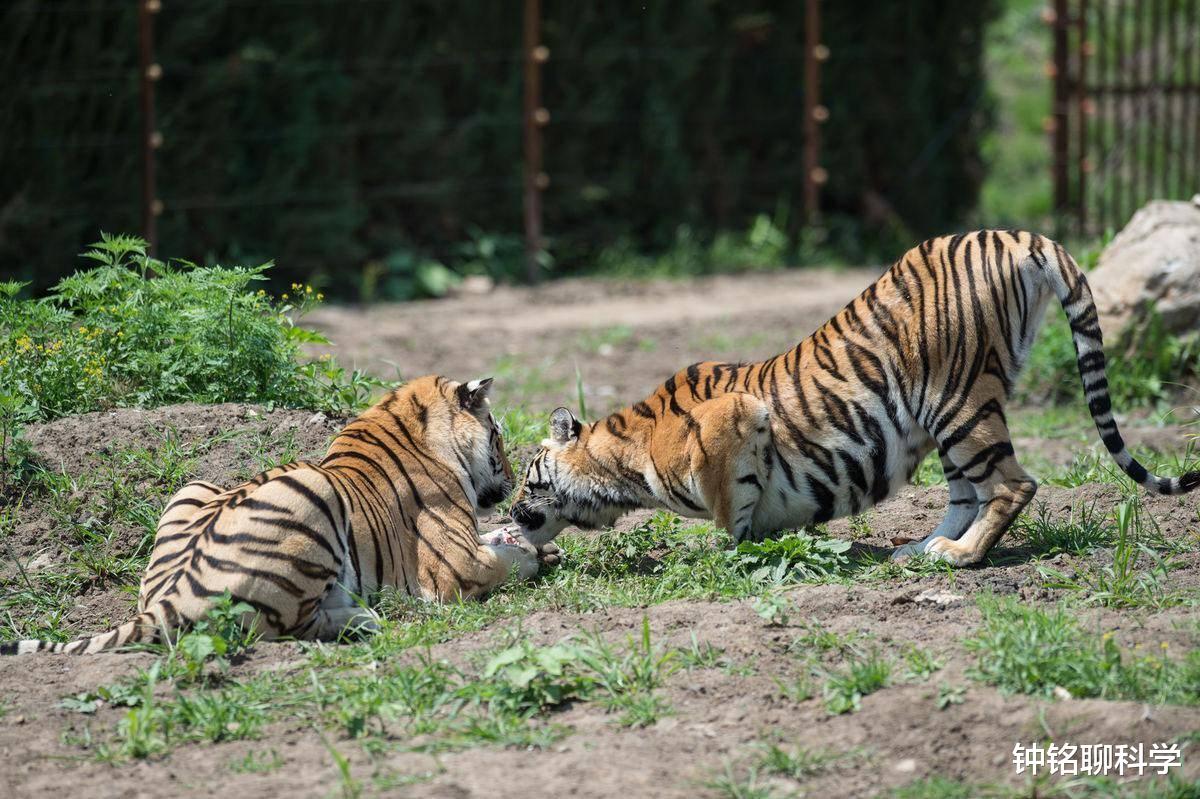 老虎|华南虎数量已达到165只以上,未来有希望恢复种群吗?
