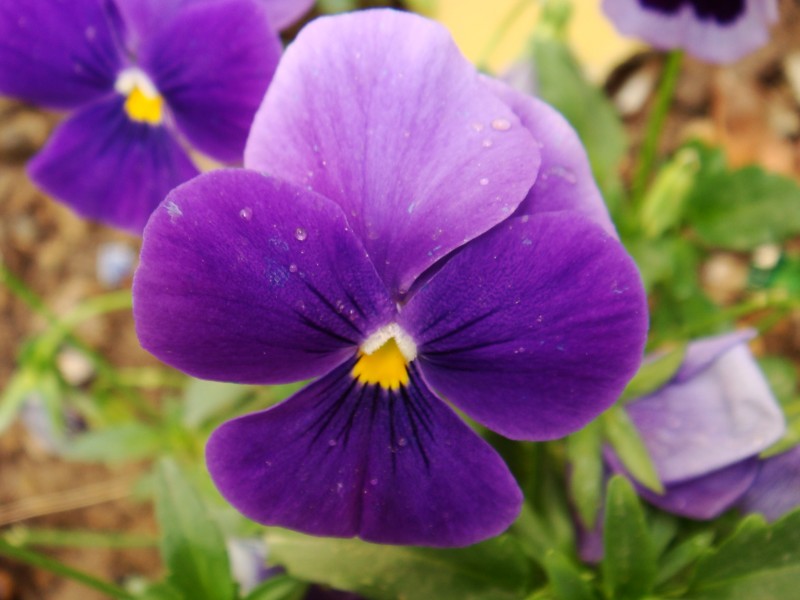 「生肖」7月下旬，前任知错，再续前缘，你才是我的唯一的四大生肖