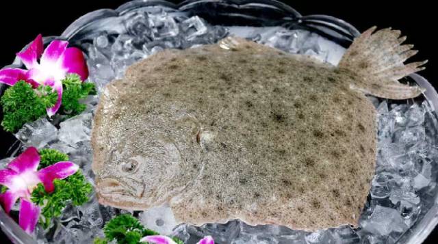 鱿鱼|开海了！这84种海鲜，你都认识吗？