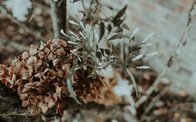 狮子|在9月份，这几个星座容易对爱情执着，来看看是谁