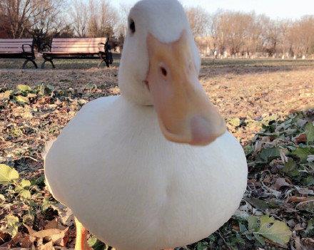 王珞丹|王珞丹鸭子被偷，找到时已到肚子里了，气得她上网“骂街”