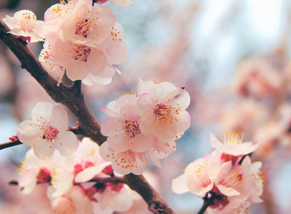 吉星|进入7月底,4属相吉星当头,时来运转,生活事业顺风顺水