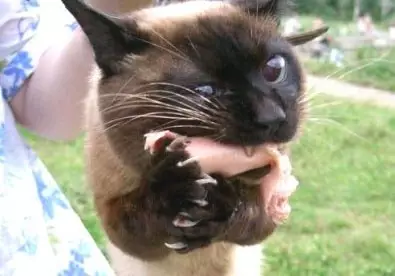 猫咪为了“偷吃东西”能有多嚣张？使出了吃奶的力气