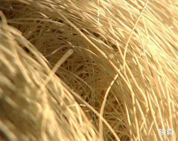 映真|男子花1.8万买下长满白发的石头，半年长了2cm，专家：它是活的