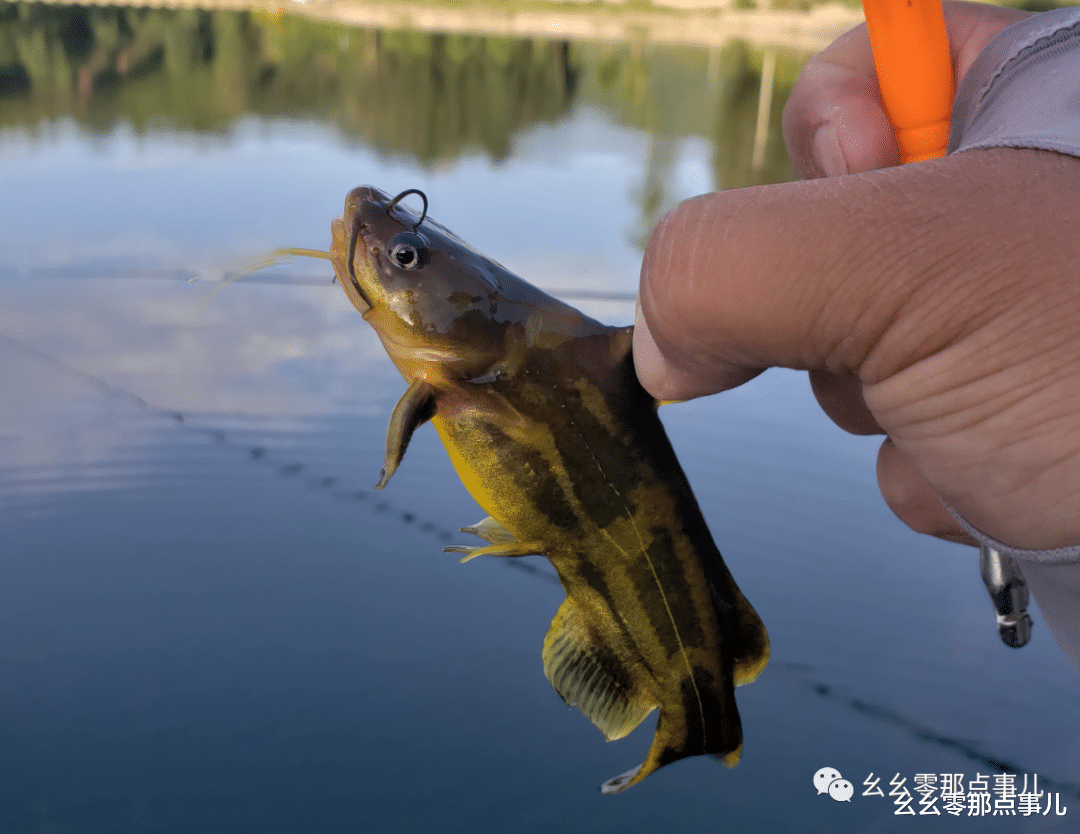 [怀柔]京郊垂钓课堂：入夏野钓怀柔深山，这样用饵包您过瘾爆护!
