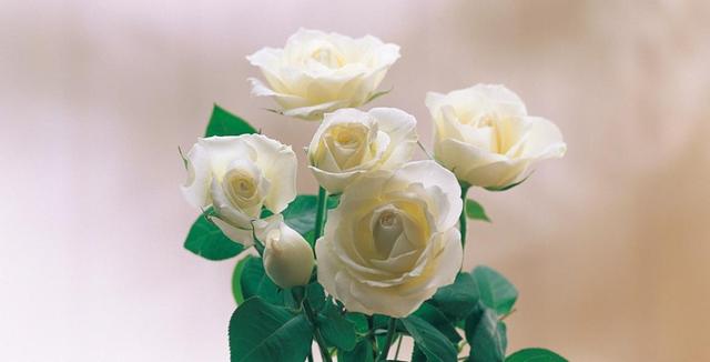 运势|9月下旬，运势开花惹人羡，4生肖事业平步青云，前途一片美好