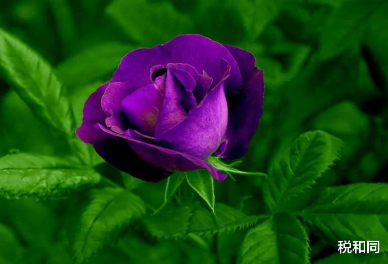 生肖@注意！先苦后甜，7月8号金玉满堂翻身做土豪的3大生肖，好运连连