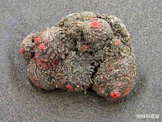 ▲南美海滩出现一种“石头”，外表很丑陋，实际上却可以吃