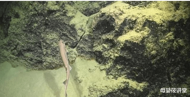 鲨鱼|澳海域发现一条罕见鲨鱼,短毛猫鲨体长50厘米,对其种群了解不多