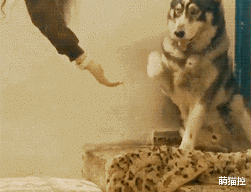 别看猫主子平时优雅端庄，嫉妒起来简直面目全非