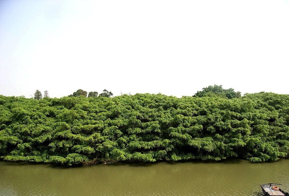 小鸟天堂|广东“最大的”榕树：500年树龄占地20亩，被巴金称为小鸟天堂