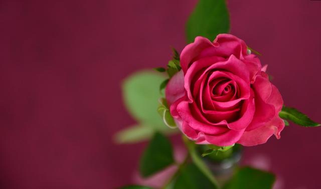 生肖|恭喜！8月遇上好兆头，烦恼全没有，4生肖事业扶摇直上，贵人来帮