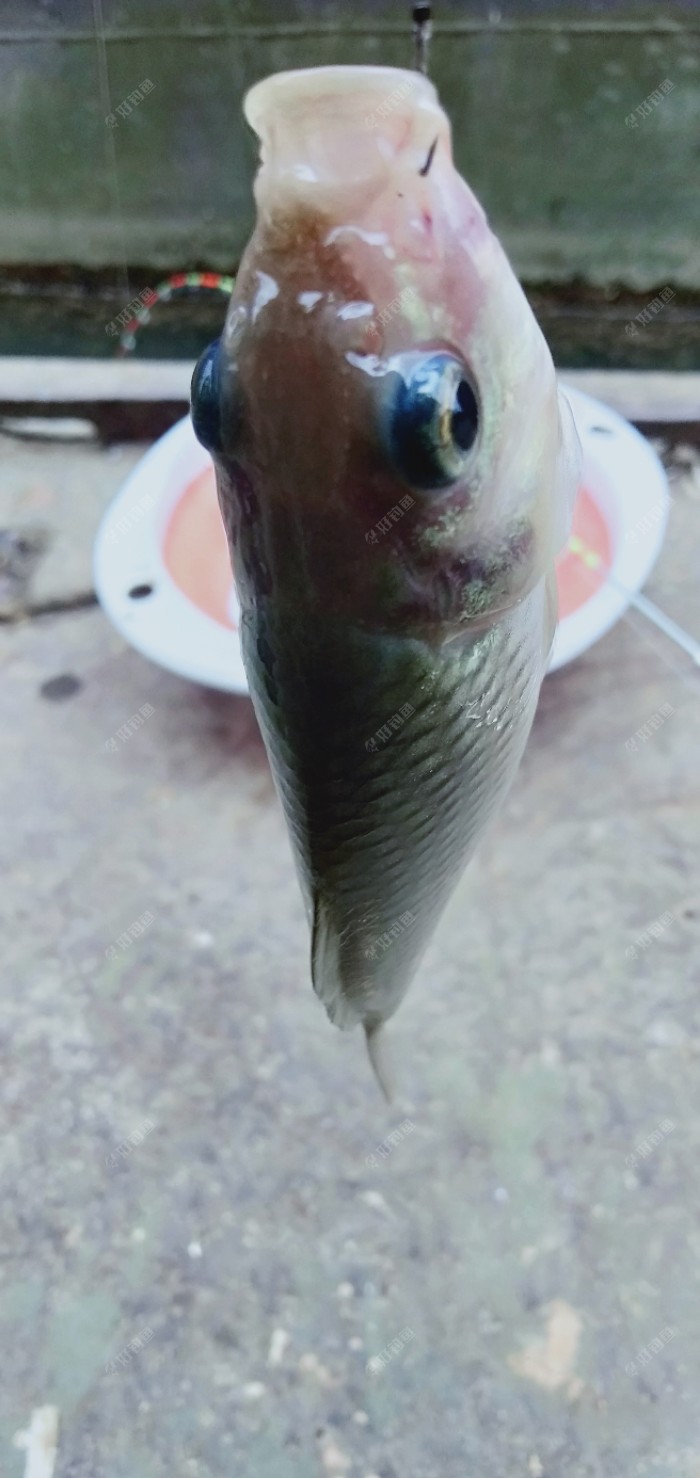 |初涉筏钓,新竿开光