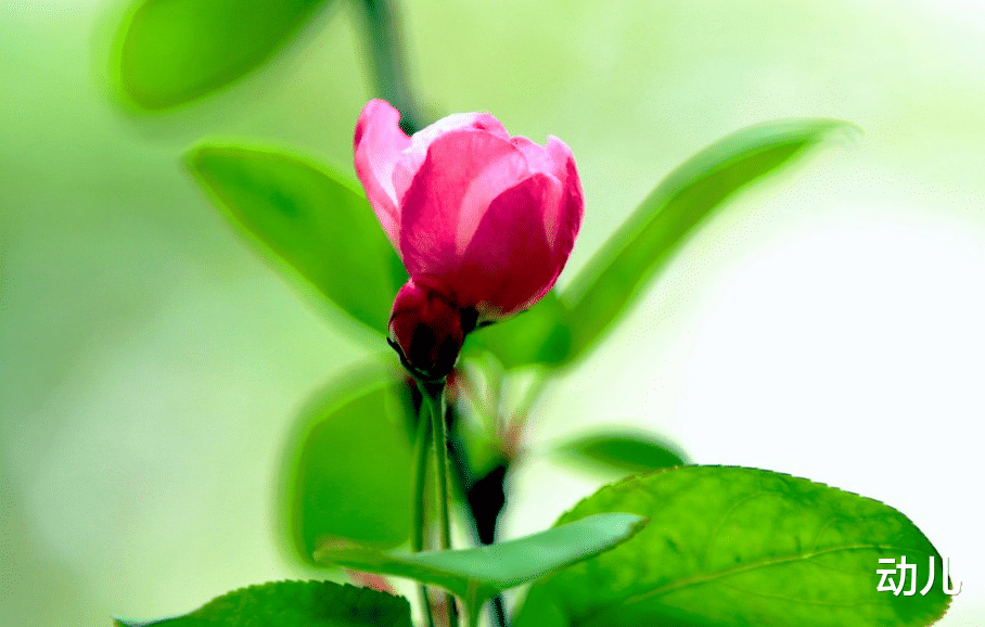 生肖|自尊心很强，这些生肖女，绝不会让头上的王冠掉下来