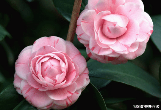 【】7月份官禄横生,4属相升官升职,有贵人到达,钱财大赚,富贵不愁
