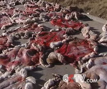 你好吴所畏|“中国最蠢的一群人”,都在这里了