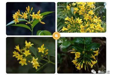 「断肠草」千万别再碰了!一家五口因它入院,严重可致命