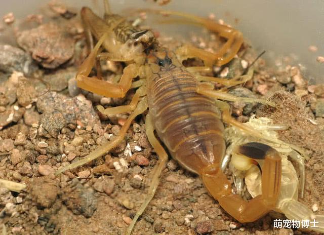 毒液|世界上最毒的10种动物——2020世界十大毒王