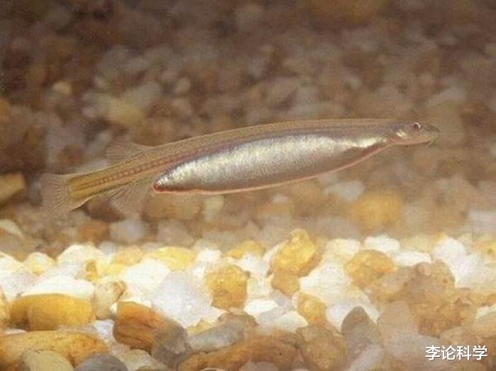 亚马逊河|亚马逊河到底有多可怕？为什么连当地人都不敢在里面游泳？