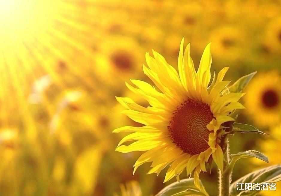 【运势】脚踏实地，贵人相助迎接光明 后偏财运爆棚，横财遍地的3大生肖