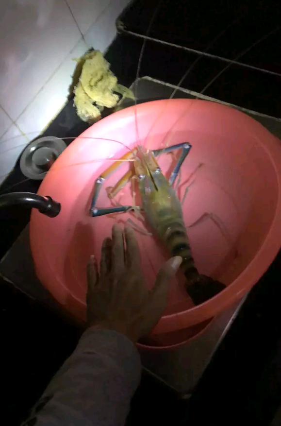 闽江|一米长的河虾？福建钓鱼人，闽江钓起罕见“巨虾”