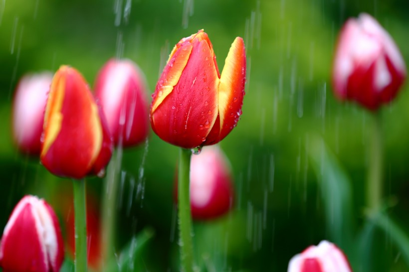 吉星：未来半月吉星关照，好运蹭蹭涨，鸿运当头，四属相很多事能随心愿