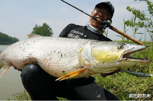 饵料|俗称水老虎，淡水养殖的害鱼，能吃掉水中所有鱼，一条能卖上千元