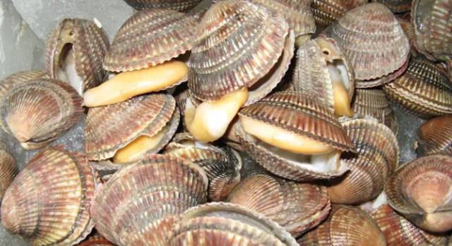 鱿鱼|开海了！这84种海鲜，你都认识吗？