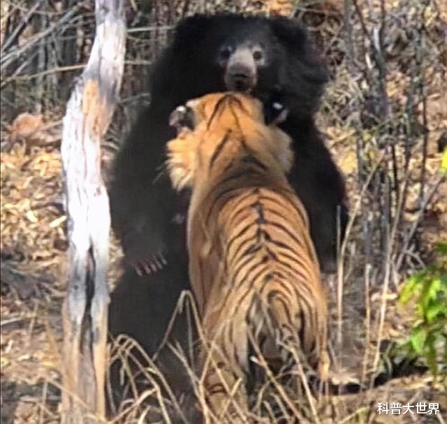 老虎|小兴安岭东北虎吃了黑熊，熊真干不过老虎吗？要看啥熊与啥虎去比