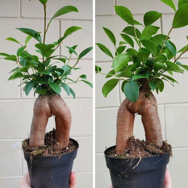 【太空】一生都难得一见的奇葩植物，仿佛来自外太空