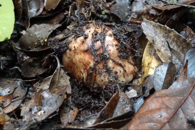 白菜|跌到白菜价，有人围堵路口疯抢，每天走货500吨，吃货太疯狂