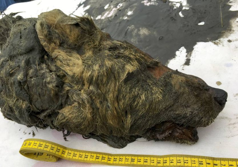 [老虎]西伯利亚发现46000年前动物尸体, 解封永久冻土有多可怕?