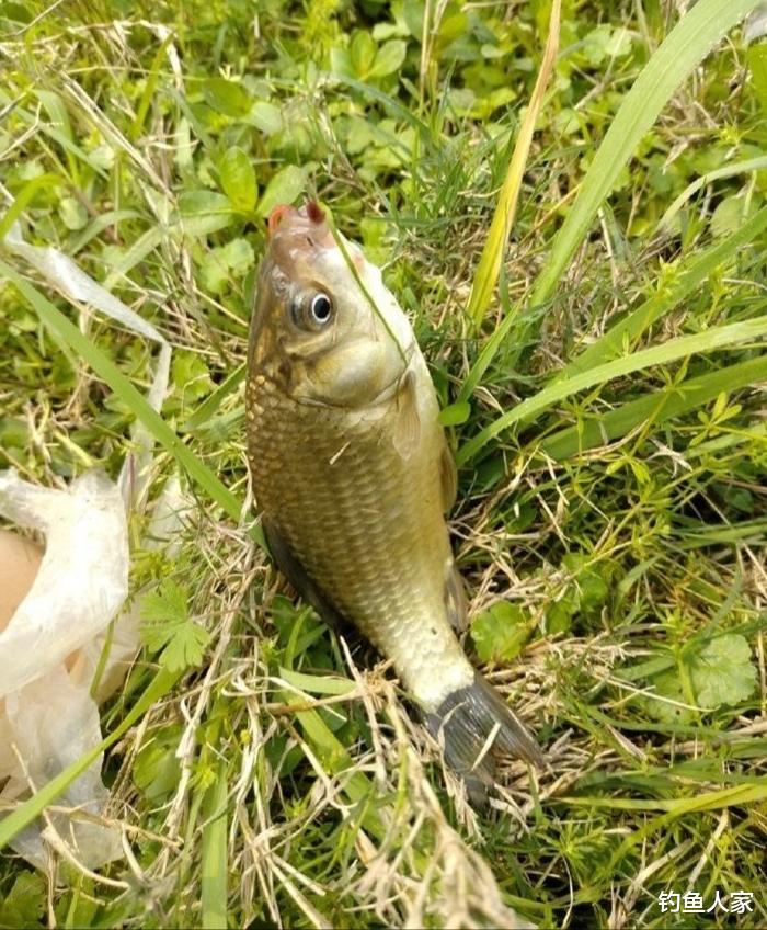 ##饮用水沟渠钓鱼，长竿短线诱钓鲫鱼，钓获19条金黄色鲫鱼