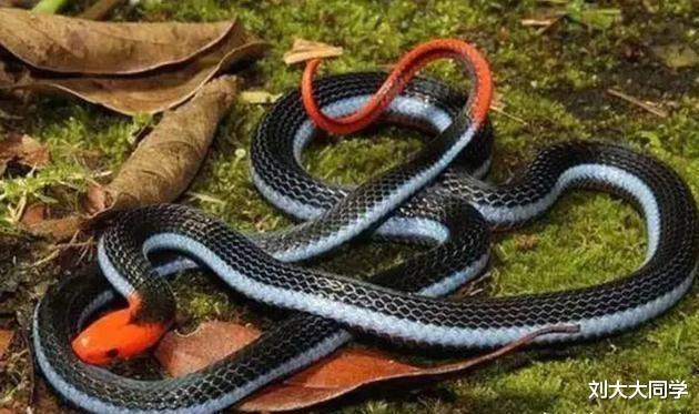 @“冰火蛇”为何会被认为是世界上最毒的蛇?它到底是什么蛇?