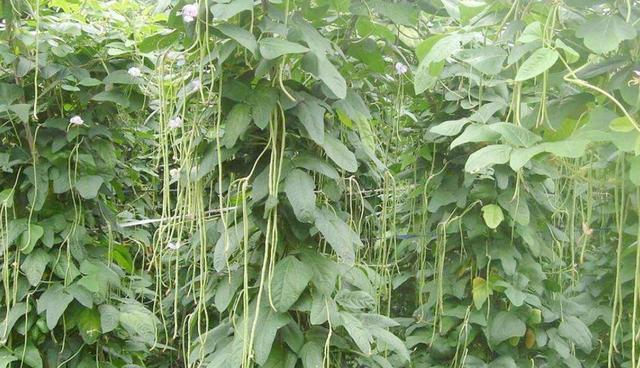 |7月，见到这菜别放过，两块钱一斤，家人常吃对脾胃好