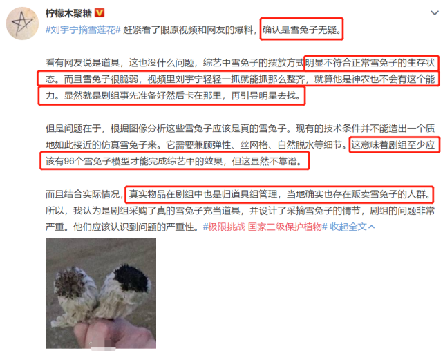 兔子|刘宇宁摘水母雪兔子惹争议，本人称是道具，植物学家揭开真相
