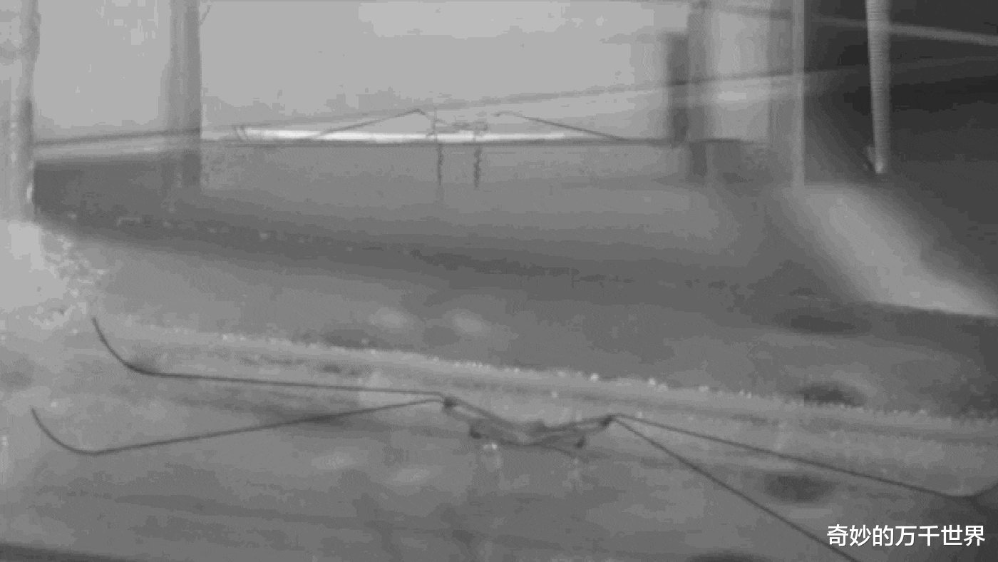 长征五号|以每秒数百倍体长的速度“奔跑”,它是唯一能在远海生存的昆虫