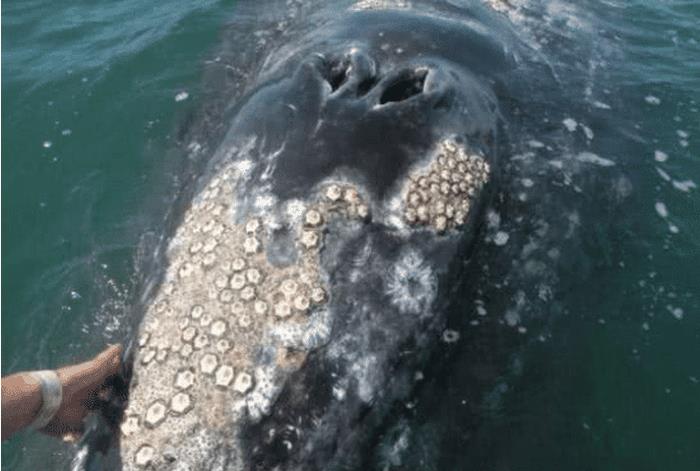鲸鱼|“来自地狱的食物”，因常年寄居在鲸鱼身上，每年都有人为它丧命