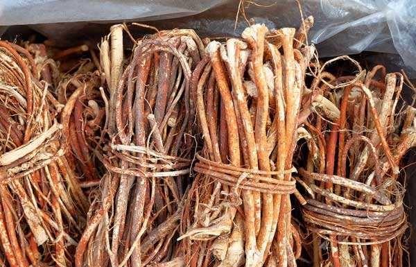 [黄芪]五指毛桃营养丰富，煲汤最好，五指毛桃和哪些食材一起煲汤最好？