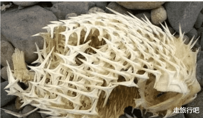 大熊猫▲4种动物死后的骨架，第2个一眼认出，大熊猫太让人意外