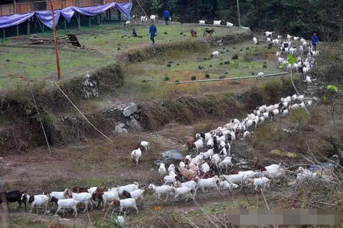 []在大山里散放100只羊不去管，几年后会怎样？真相揭开，让人不敢相信