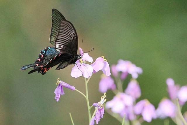 非洲:世界动物之最-高清版(2)