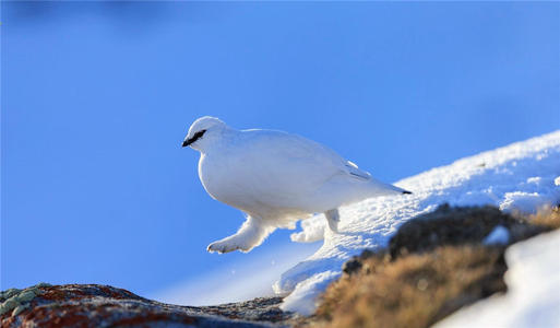 红星新闻|新疆雪山发现怪鸟，喜欢在雪坑里睡觉，一年四季外貌都不一样