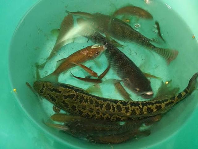 野味|4种正在消失的野味，20年前河里很多，现如今吃不起也买不到！