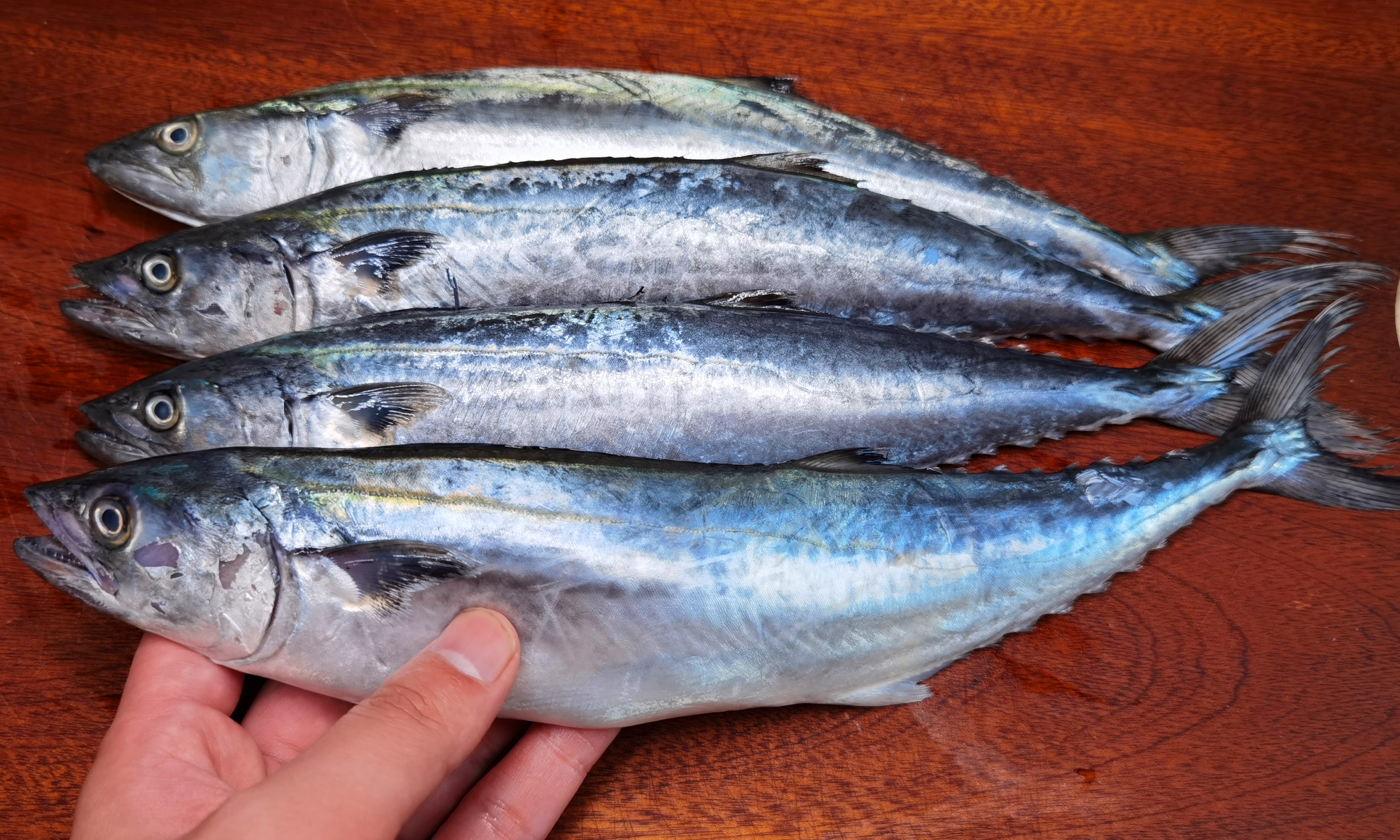 鲅鱼|秋天，碰到此鱼我从不手软，一买就是好几斤，10块钱炖一大锅，香