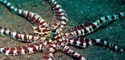 全球变暖|为什么有科学家说章鱼可能不是地球生物？