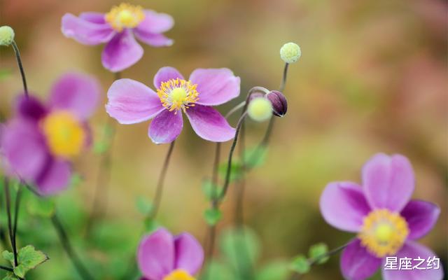 #生肖#在6月份，为爱放手，不再固执，善待自己的三大星座