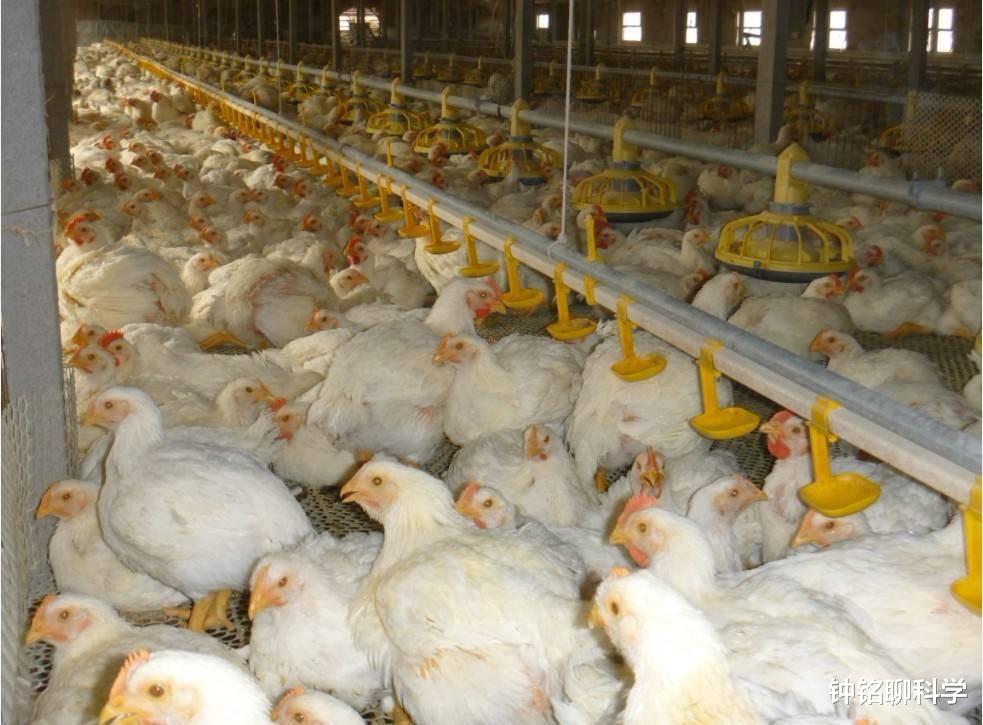 『基因』近亲繁殖有什么好处吗?人类为什么要让动物近亲繁殖?